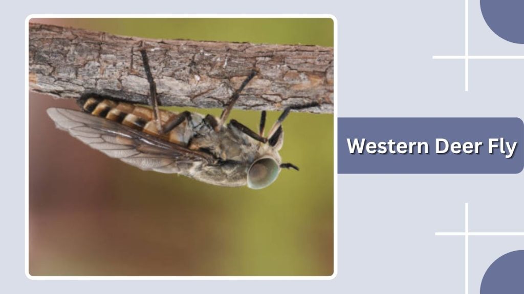 Western Deer Fly
