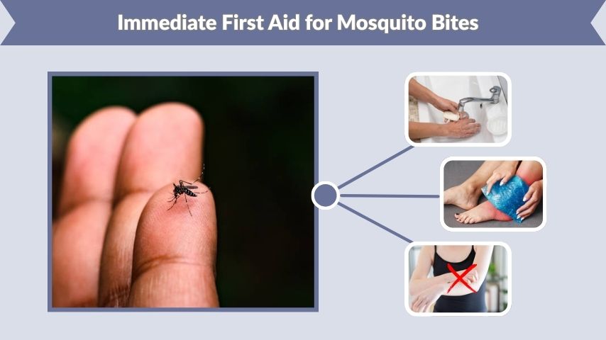 Immediate First Aid for Mosquito Bites
