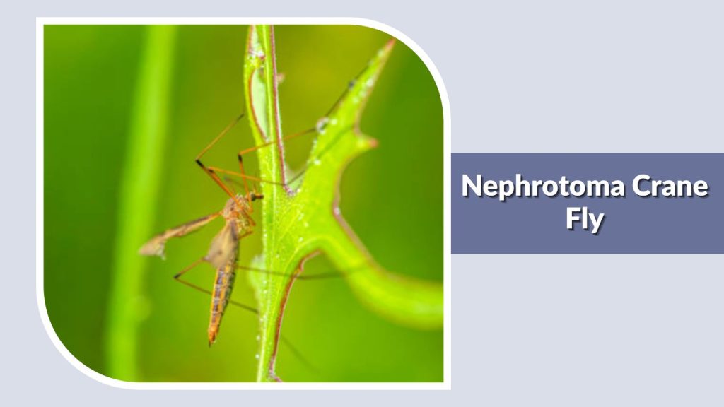 Nephrotoma Crane Fly