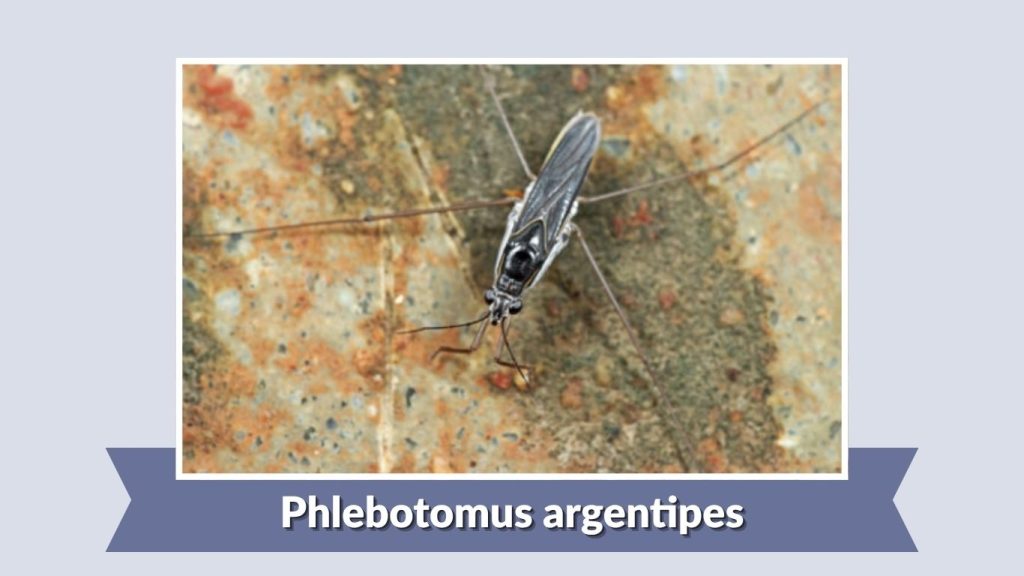 Phlebotomus argentipes