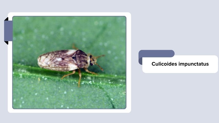 Culicoides impunctatus