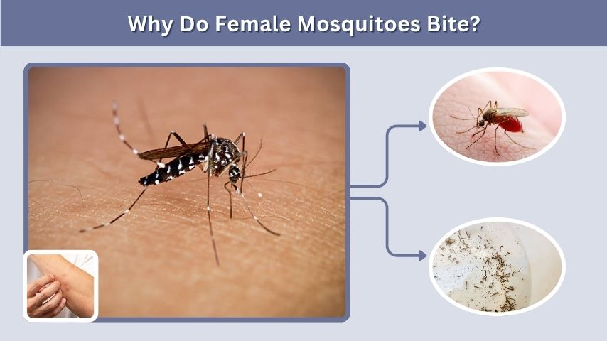 Why Do Female Mosquitoes Bite?