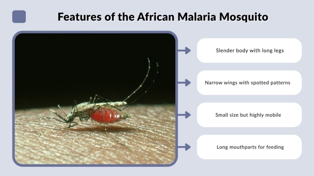 Features of the African Malaria Mosquito