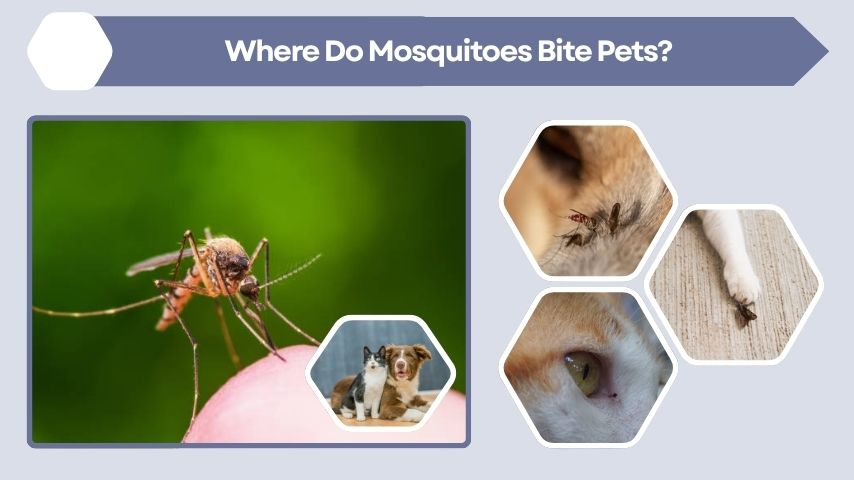 Where Do Mosquitoes Bite Pets?