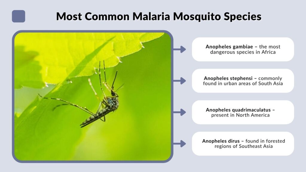Most Common Malaria Mosquito Species