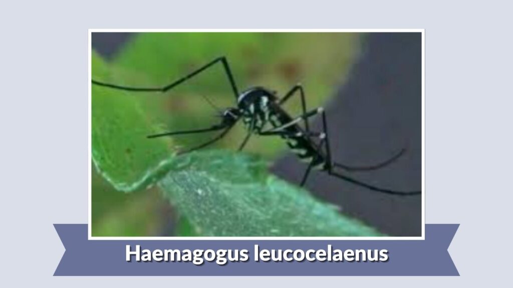 Haemagogus leucocelaenus