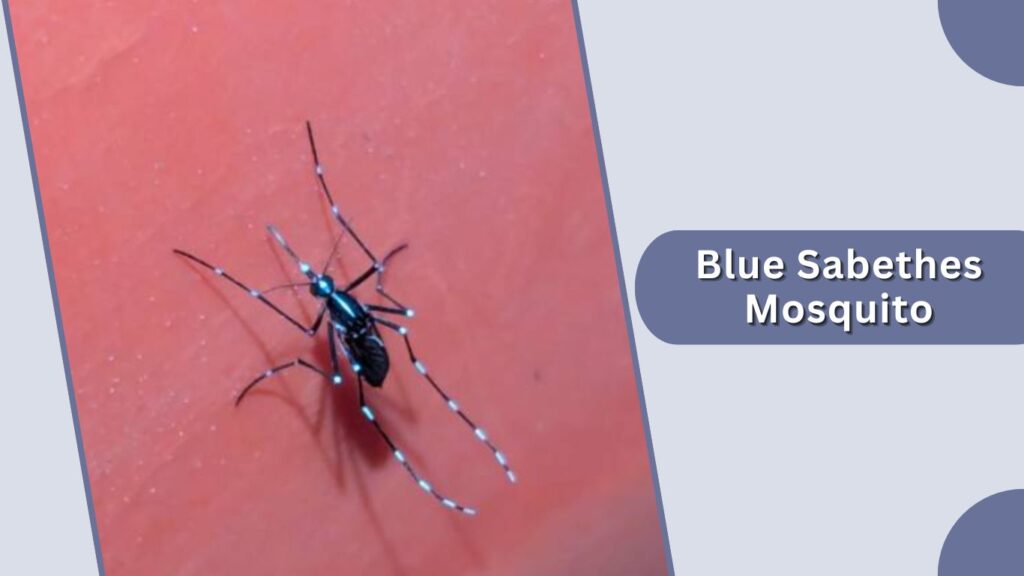 Blue Sabethes Mosquito