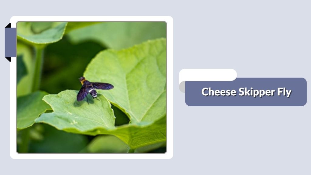 Cheese Skipper Fly