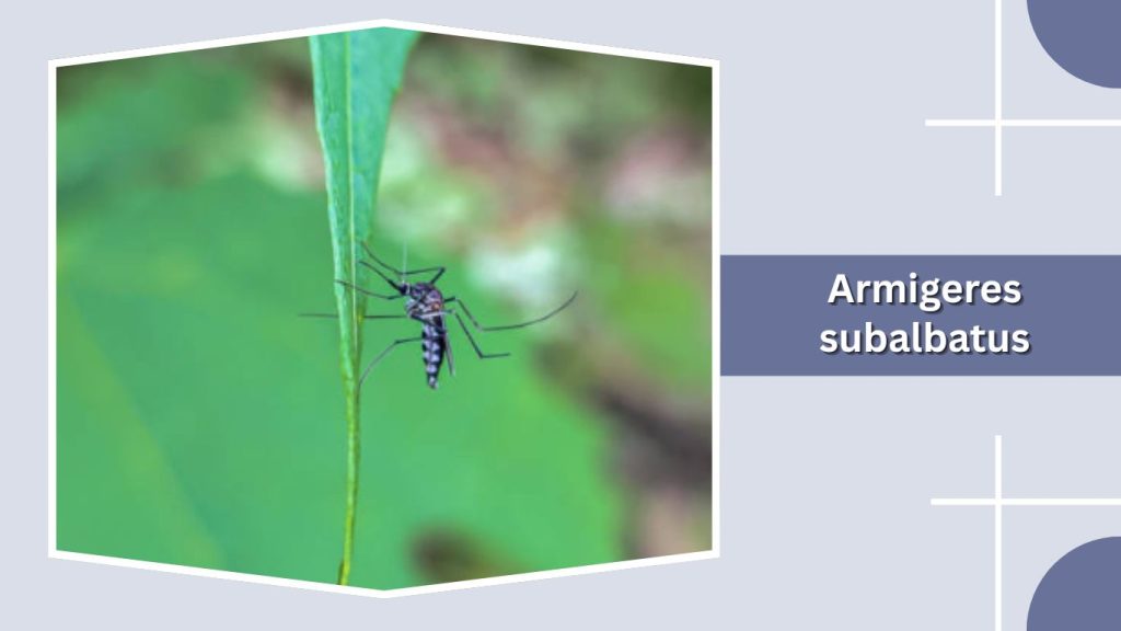 Armigeres subalbatus