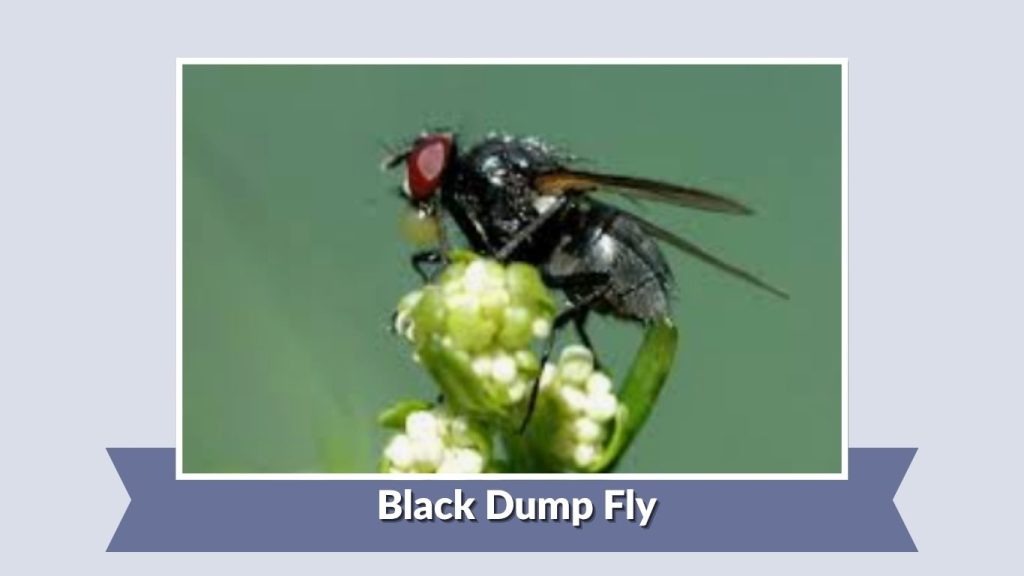 Black Dump Fly