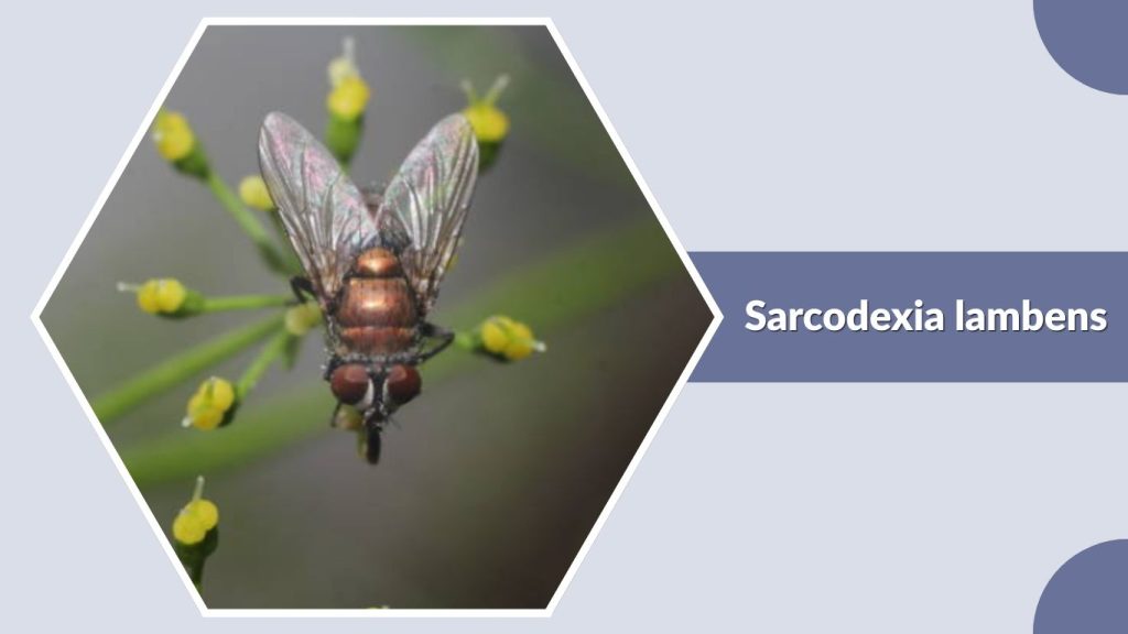 Sarcodexia lambens