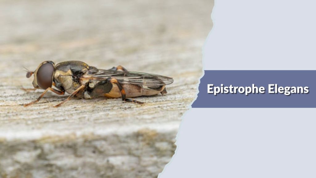 Epistrophe Elegans