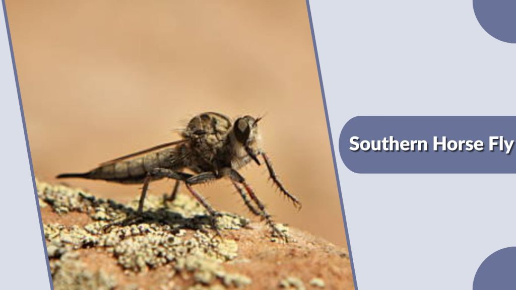 Southern Horse Fly