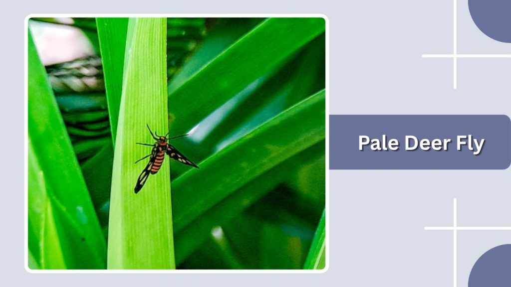 Pale Deer Fly