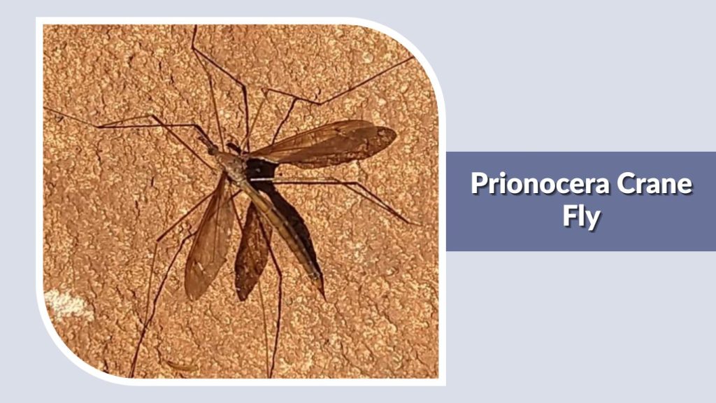Prionocera Crane Fly