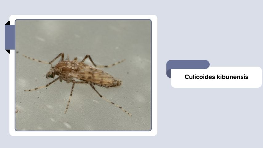 Culicoides kibunensis