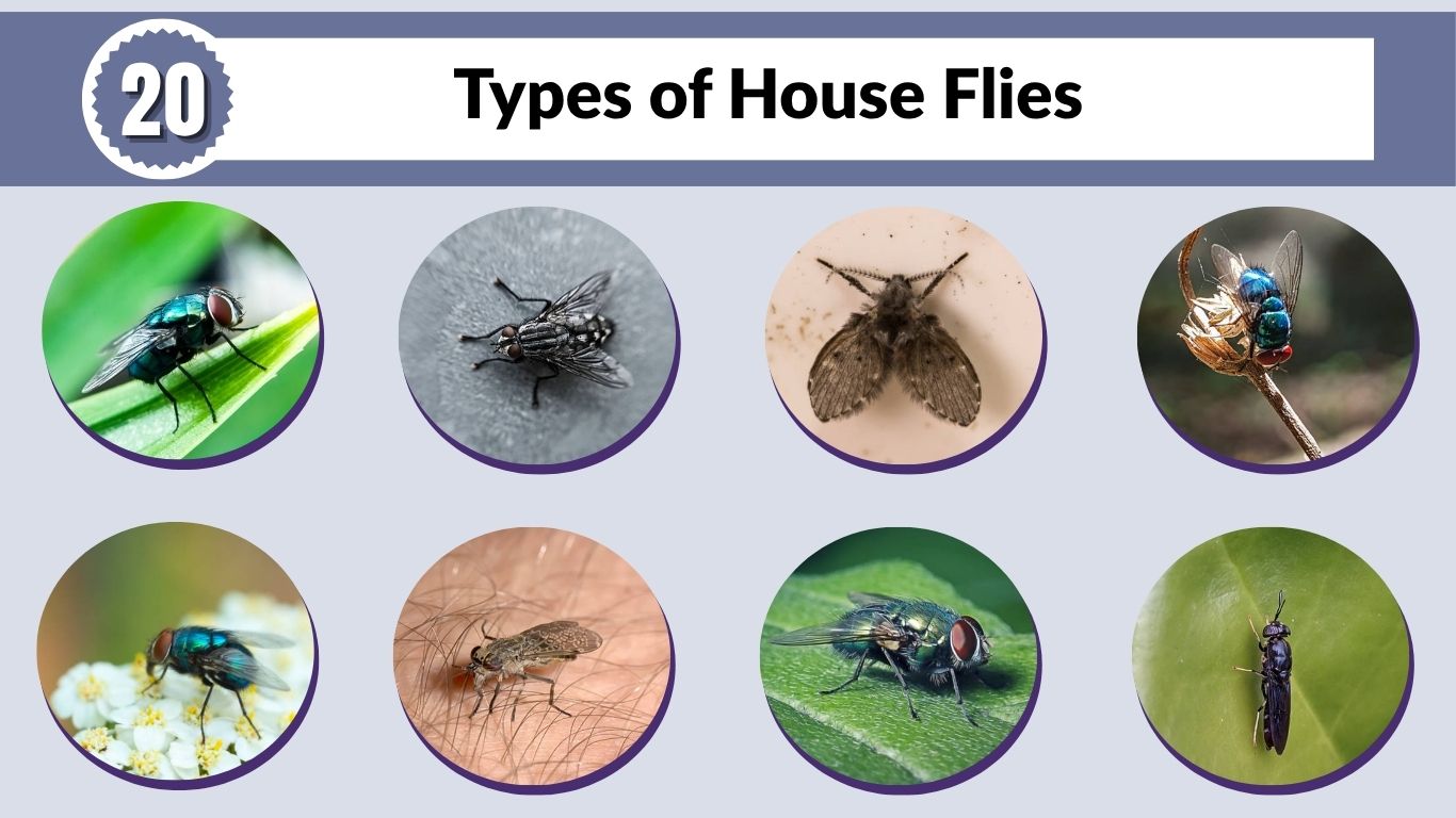 20 Types of House Flies: Identification, Size, Habitat and Pictures