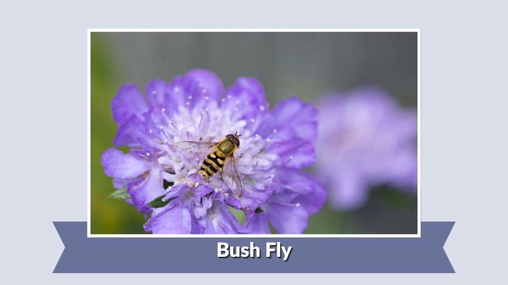 Bush Fly