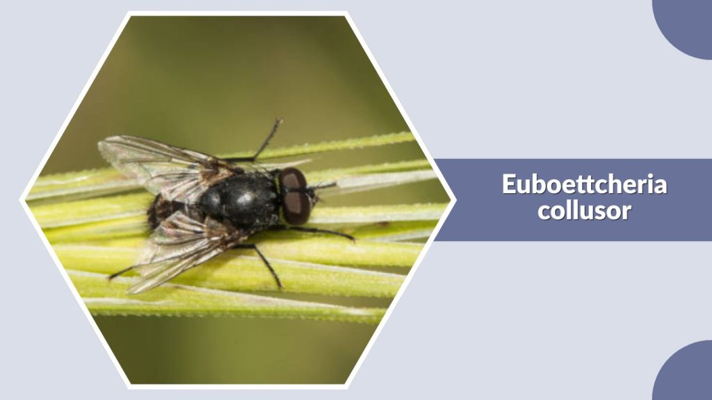 Euboettcheria collusor