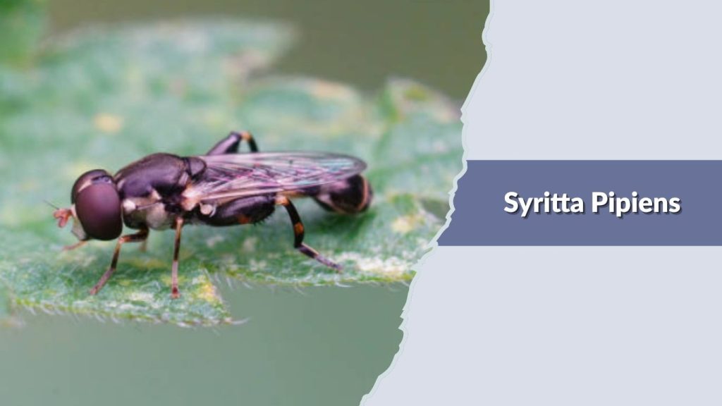 Syritta Pipiens
