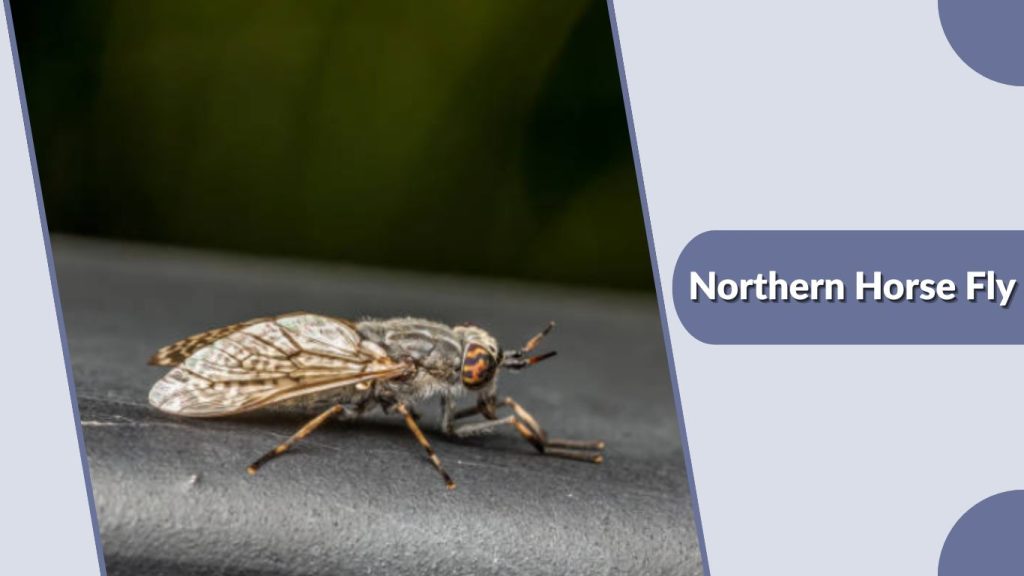 Northern Horse Fly