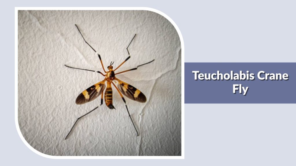 Teucholabis Crane Fly