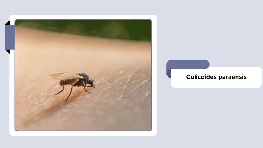 Culicoides paraensis