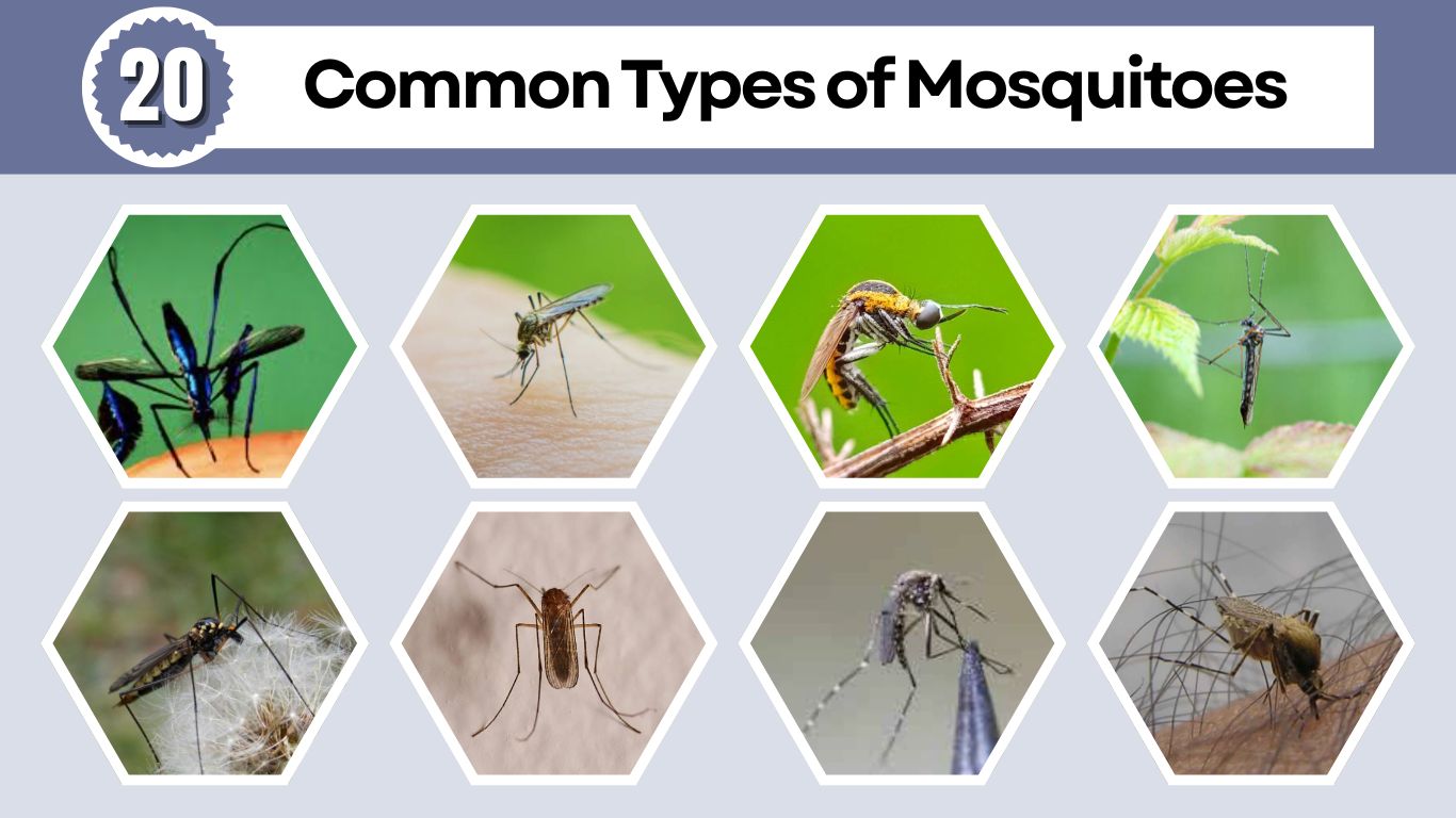 20 Common Types of Mosquitoes: Species With Identification Guide