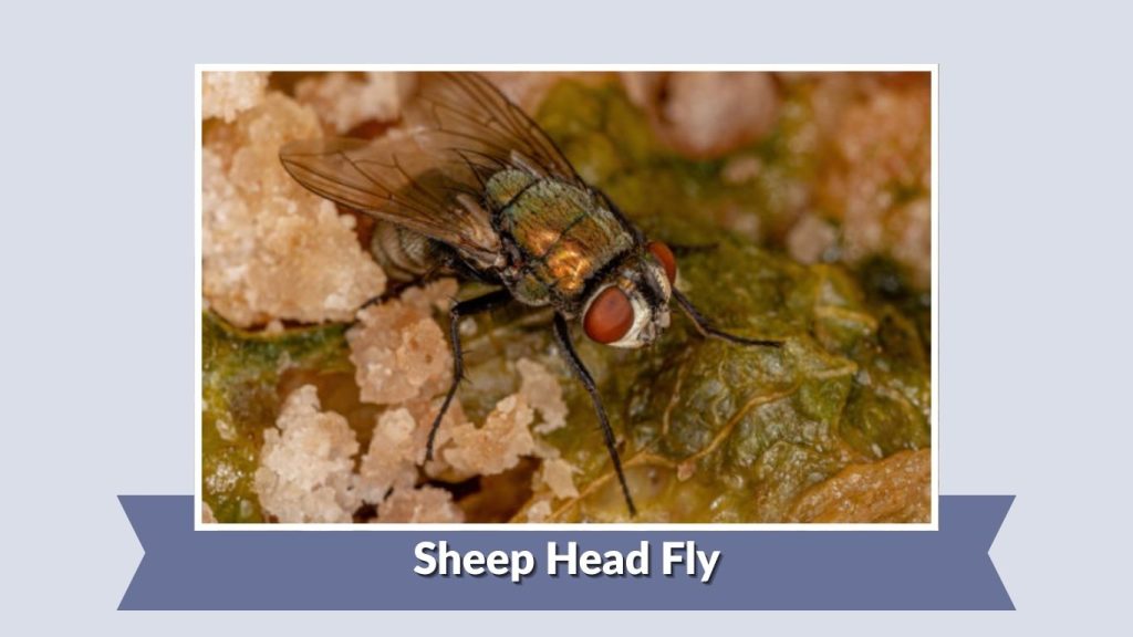 Sheep Head Fly