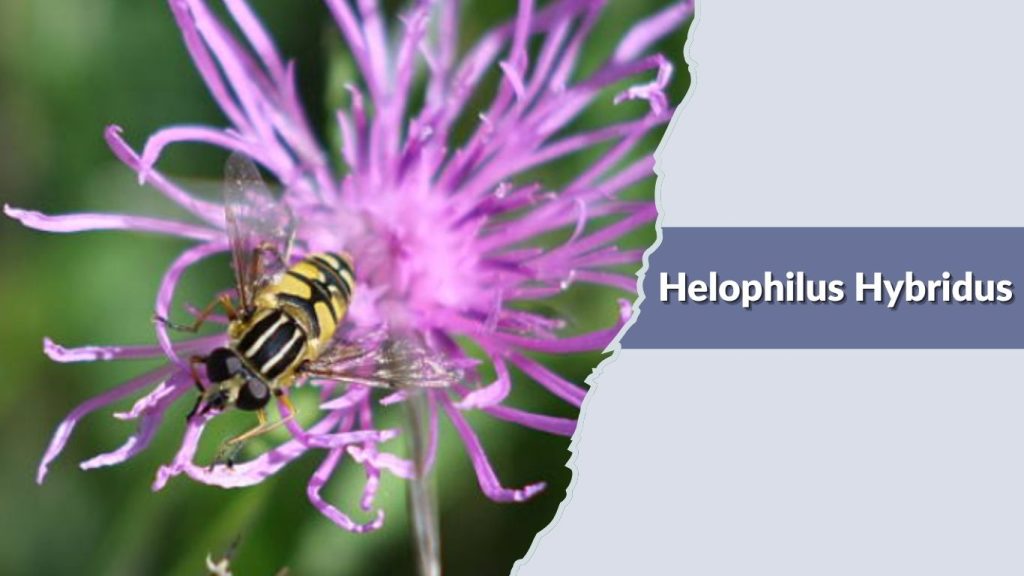 Helophilus Hybridus
