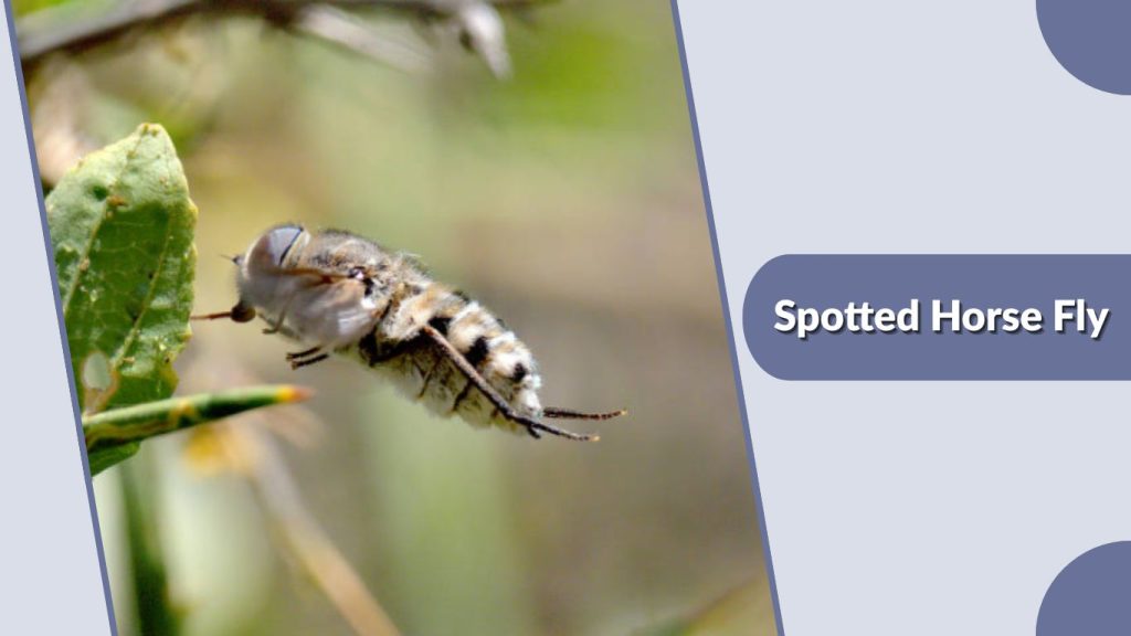 Spotted Horse Fly
