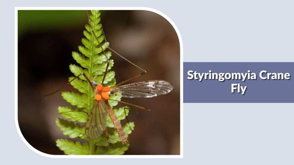 Styringomyia Crane Fly