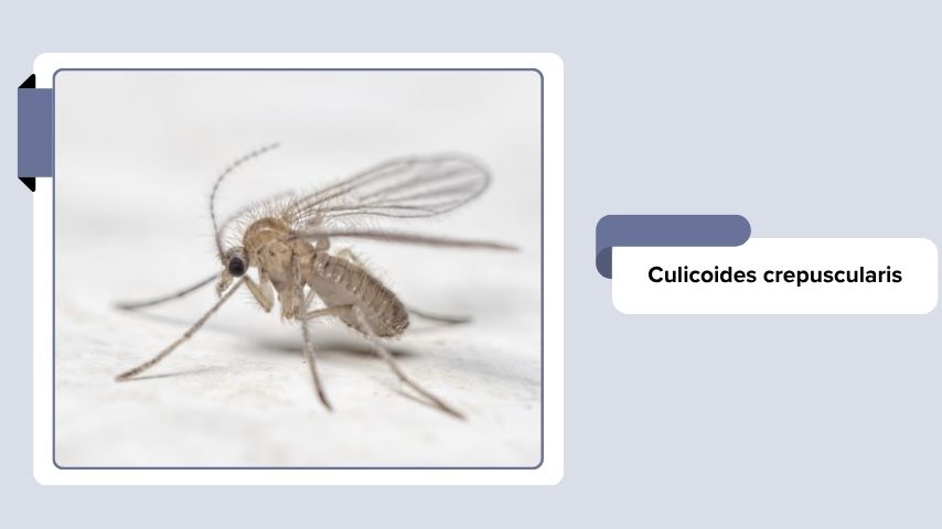 Culicoides crepuscularis
