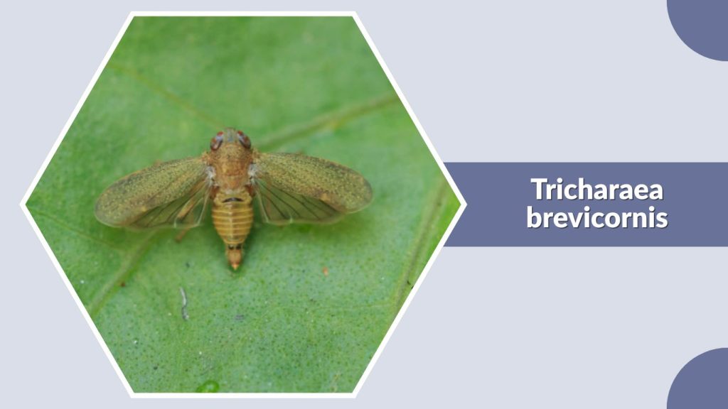 Tricharaea brevicornis