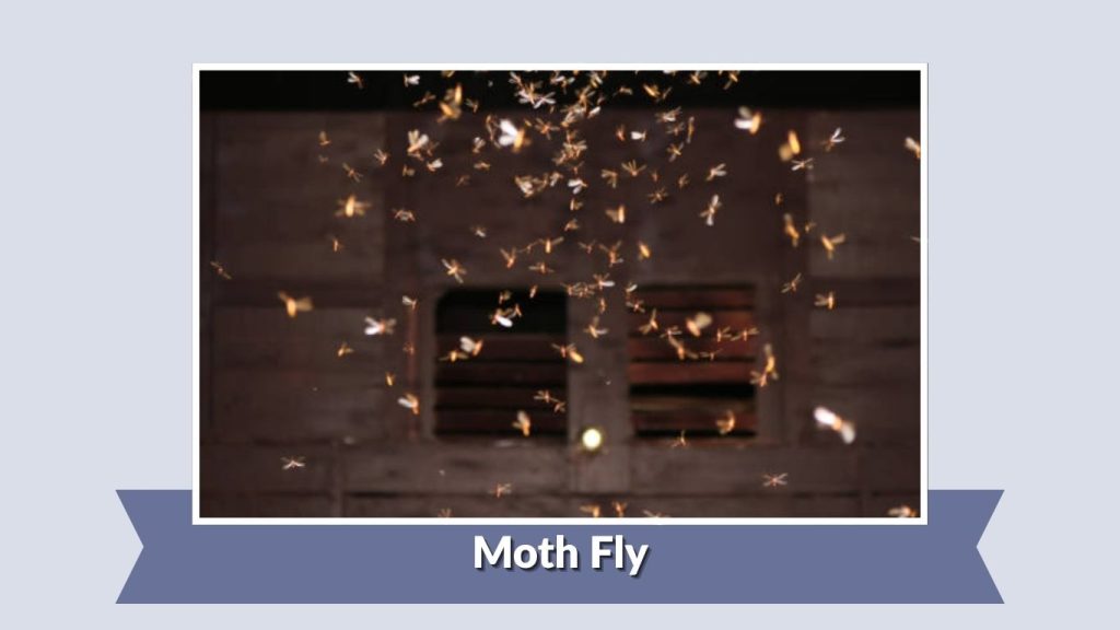 Moth Fly