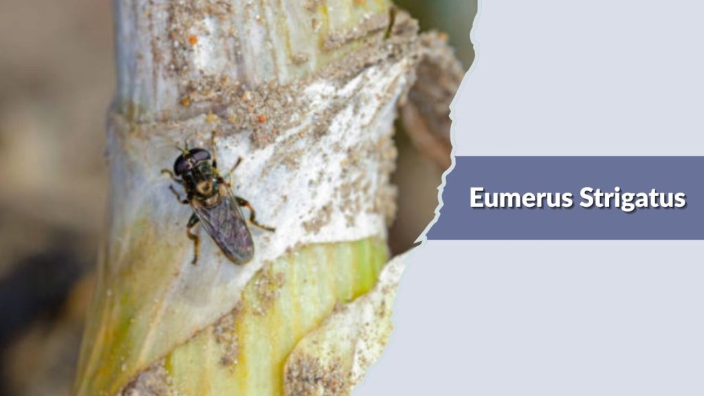 Eumerus Strigatus