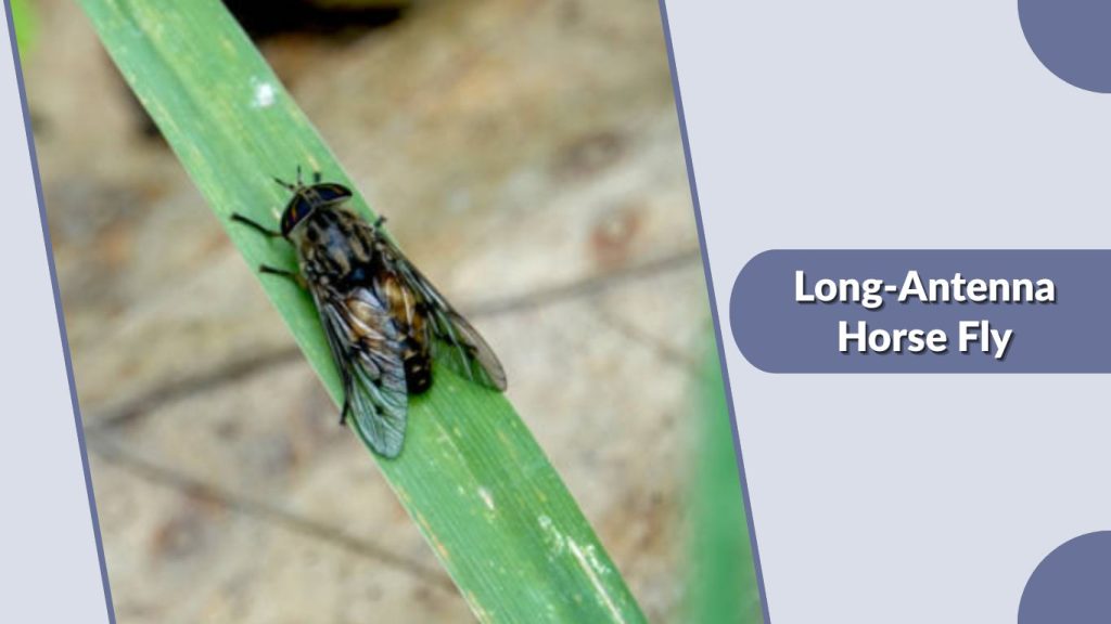 Long-Antenna Horse Fly