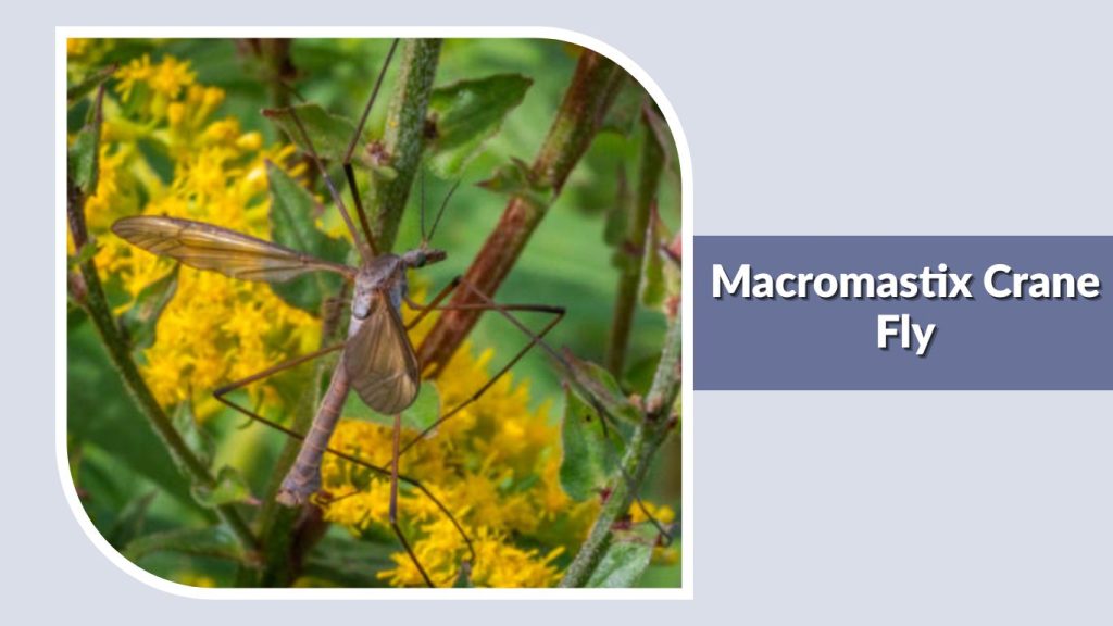Macromastix Crane Fly