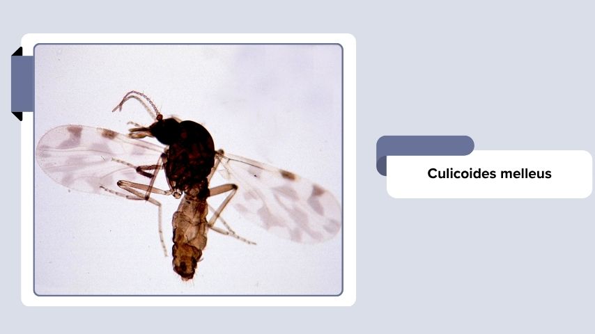 Culicoides melleus