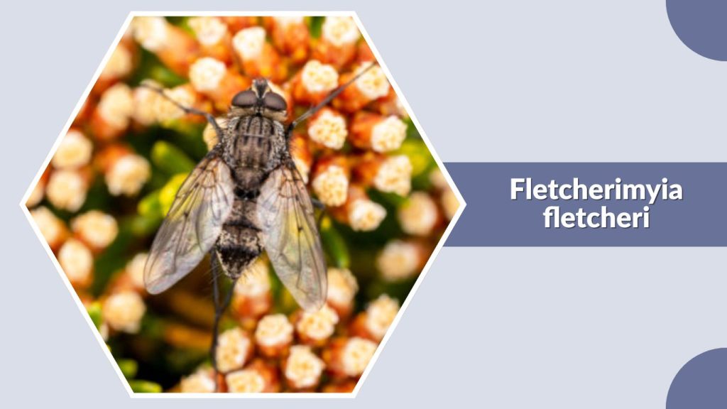 Fletcherimyia fletcheri