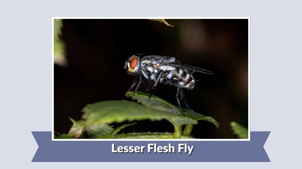 Lesser Flesh Fly