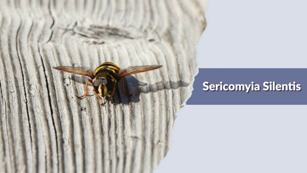 Sericomyia Silentis