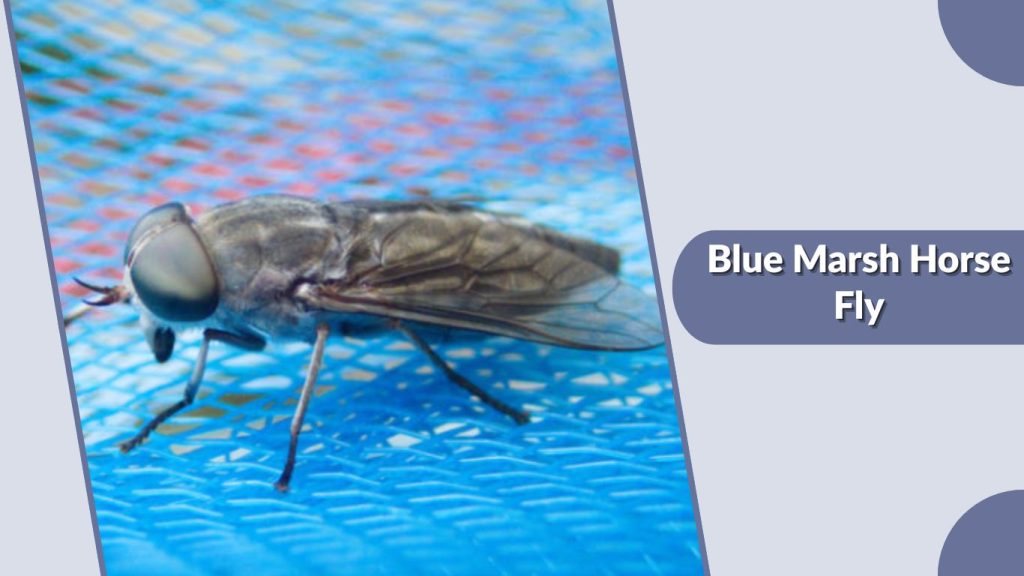 Blue Marsh Horse Fly