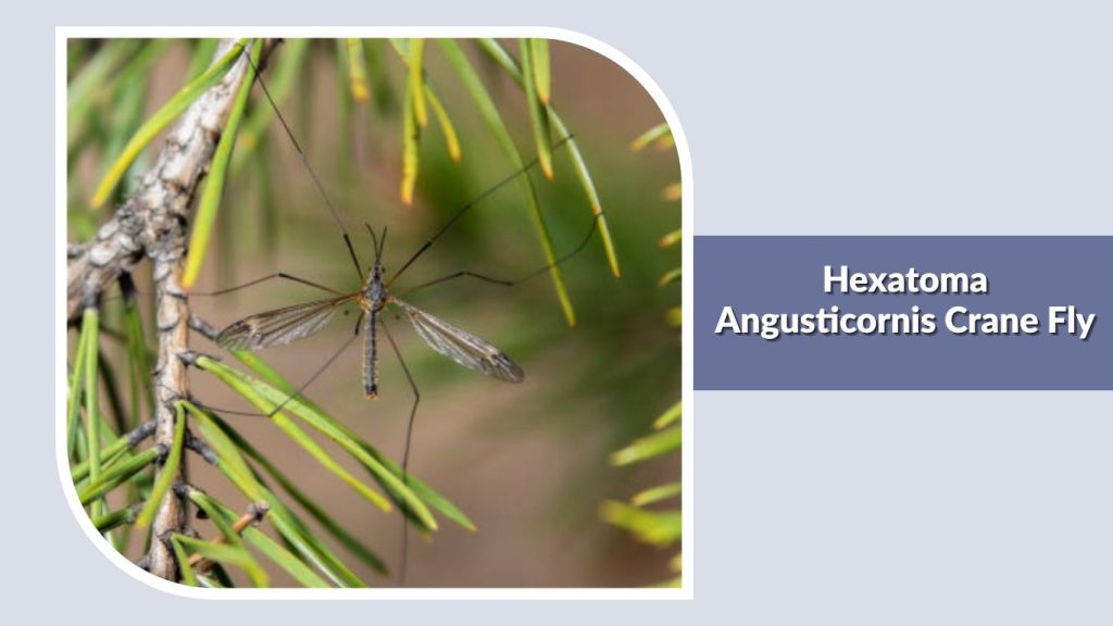 Hexatoma Angusticornis Crane Fly