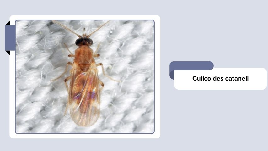 Culicoides cataneii