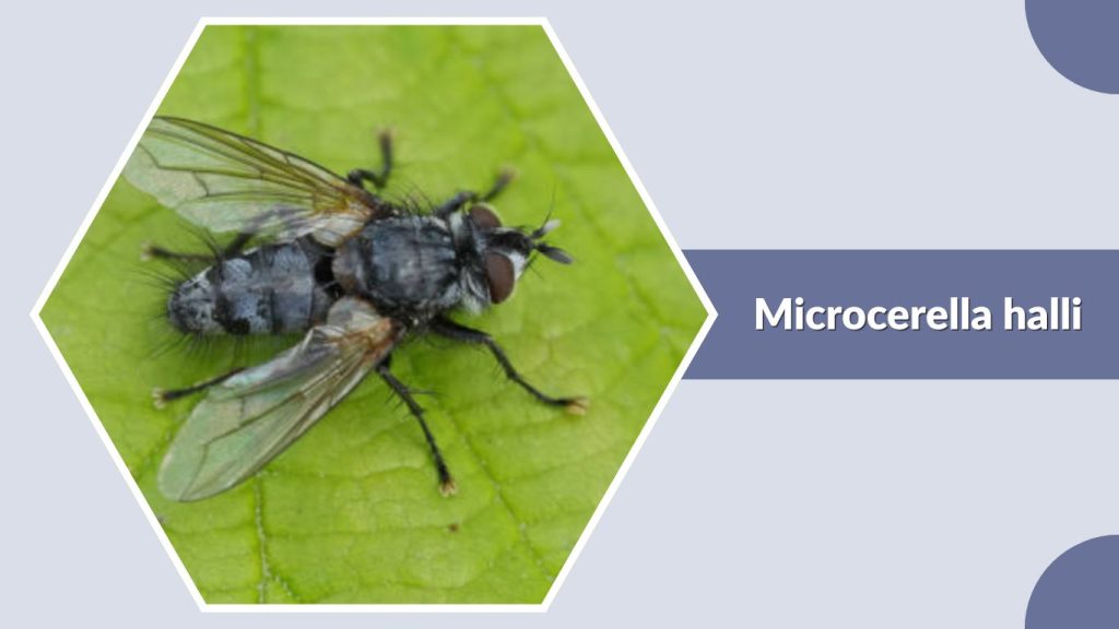 Microcerella halli