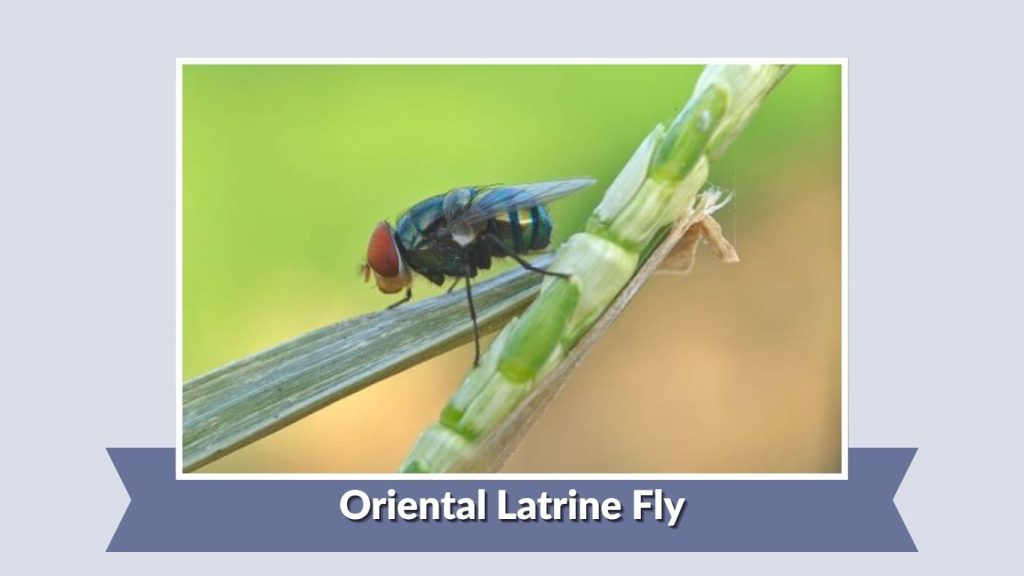Oriental Latrine Fly
