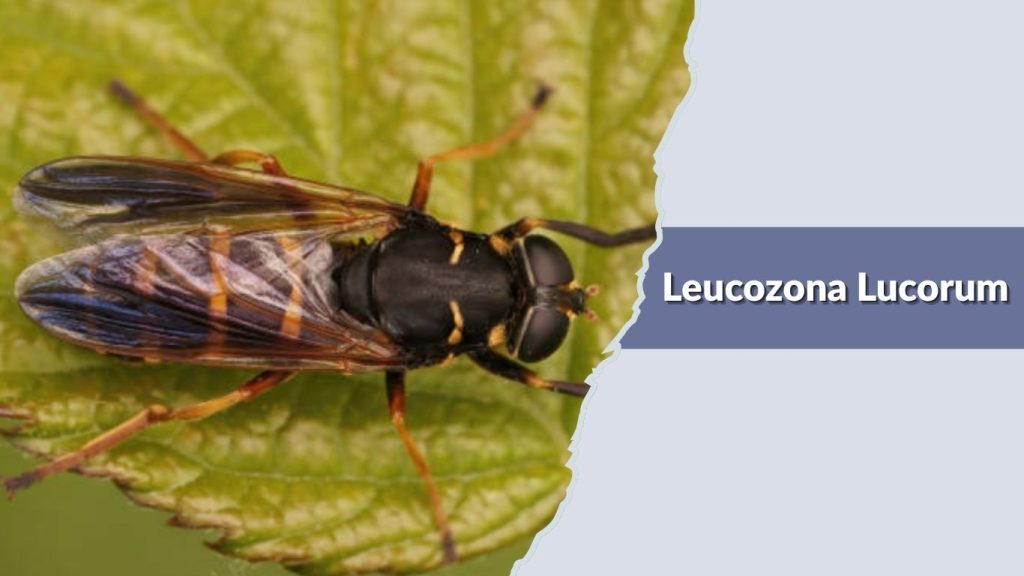 Leucozona Lucorum