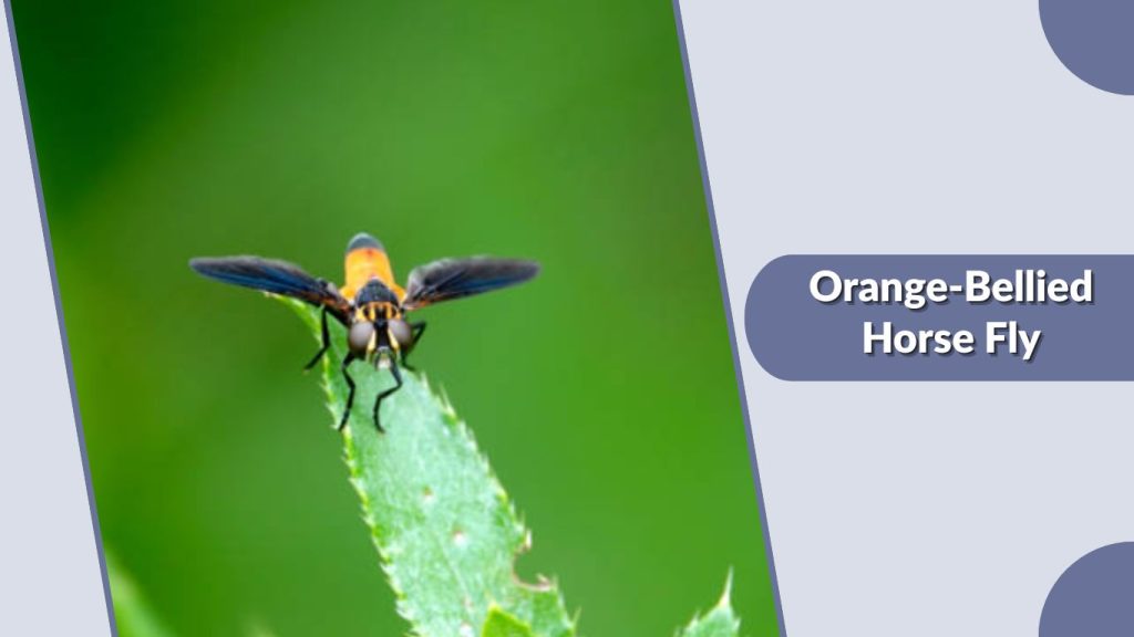  Orange-Bellied Horse Fly