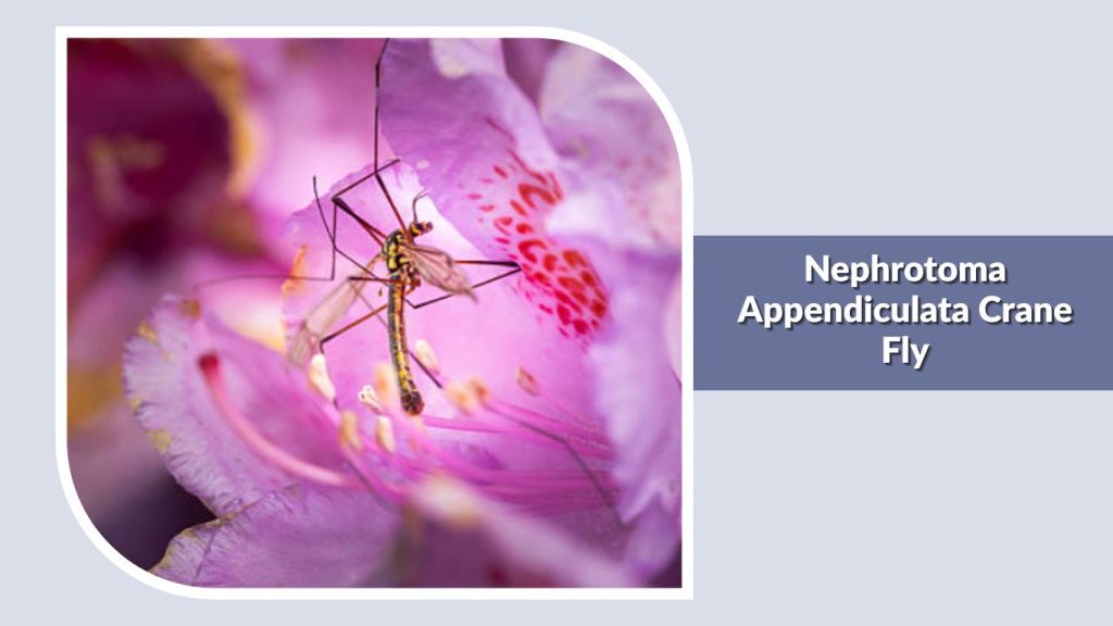 Nephrotoma Appendiculata Crane Fly